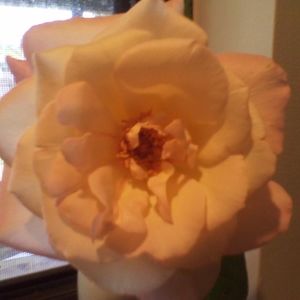 Meet your Posher, Marjorie